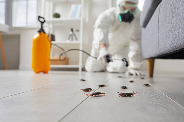 Post-Treatment Bed Bug Interceptor Monitoring in Lake Havasu City